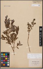 Foto von Salix aurita L. x Salix repens L.